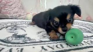 ハーフ犬の動画01