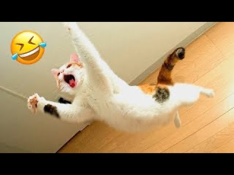 Funniest Cats And Dogs Videos 😁 - Best Funny Animal Videos 2023 😅 #12