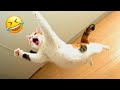 Funniest Cats And Dogs Videos 😁 - Best Funny Animal Videos 2023 😅 #12