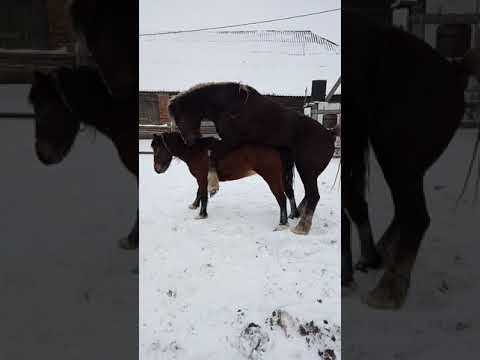 Лошади/жеребец/спаривание/на прогулке