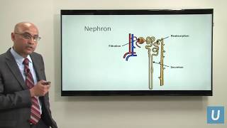 Alport Syndrome: What You Need to Know - Anjay Rastogi, MD, PhD | UCLA CORE Kidney Program