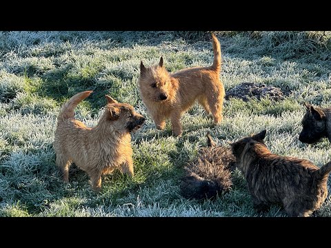 Cairn Terrier Puppies | Northwest Anna | Sandstones Mini