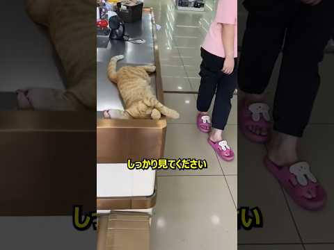 スーパーのレジで寝ている可愛い猫