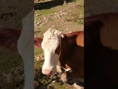 , title : 'Simental süt ineği, mera hayvancılığı#cows#cow#inek#dana#simental'