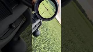 Weizensau im Feld🐗 #jagd #weizenschwein #sauen