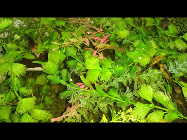 Breeding For Profits Fish Tank