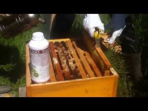 comment renforcer l'immunité