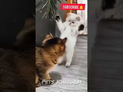 Best rection of the cat 2022😂😎 || Pets Kingdom || #shots #catsfunnyvideos #cats