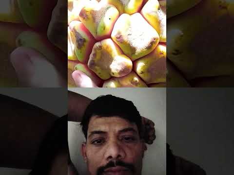 fruit fast harvest #Japan#fruit #natural #youtubeshorts #abhirajvishwakarma