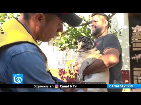 Video: Aplicarán vacunas en el Edomex durante la jornada nacional antirrábica canina y felina 2024