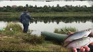 Уклейка на что она клюет