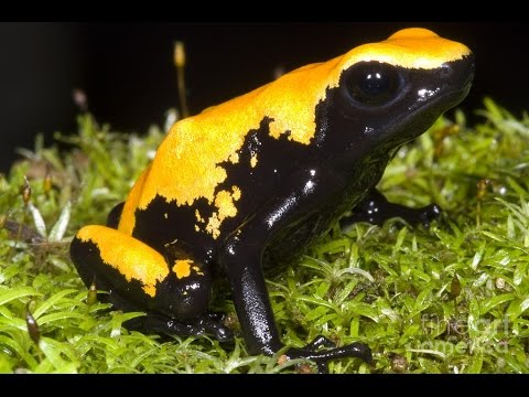 Top 5 Most Poisonous Frogs on Earth
