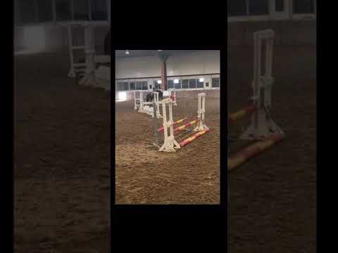 Bay 3yr old Connemara Filly - Image 2