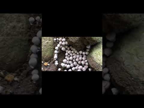 園芸 キノコと火