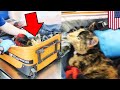 Cat found inside couples' checked luggage by Erie International TSA staff - TomoNews