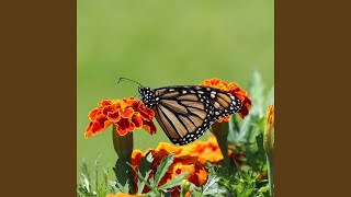 Download lagu Bergerak Bersama mp3 Download lagu Bergerak Bersama mp3