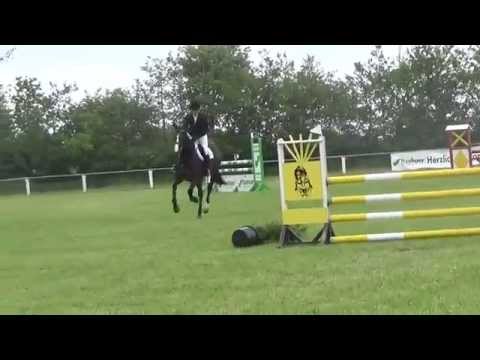 5 j. Holsteiner Stute von Quintero-Contender-Captiol I, Stamm 741