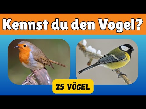 25 heimische Vögel erkennen 🐦 | Vogel-Quiz mit Bildern | Vögel bestimmen lernen