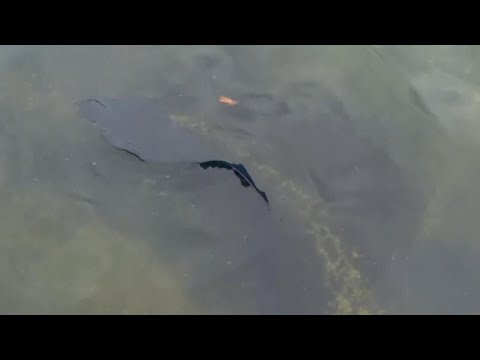 Peeled paint appears in Lincoln Memorial Reflecting Pool after algae bloom