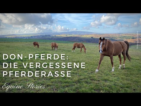 , title : 'DON-Pferde: Die russische Pferderasse lebt im Hunsrück'