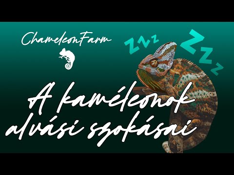 ChameleonFarm - Horkol a kaméleon??? Vagy nem? A kaméleon alvási szokásai