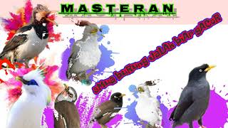 Download lagu Masteran burung jalak juara,cocok utk semua jenis burung jalak cepat masuk dan langsung saut.. mp3
