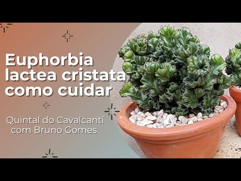 , title : 'Dicas simples e fáceis de como cuidar da Euphorbia láctea cristata'