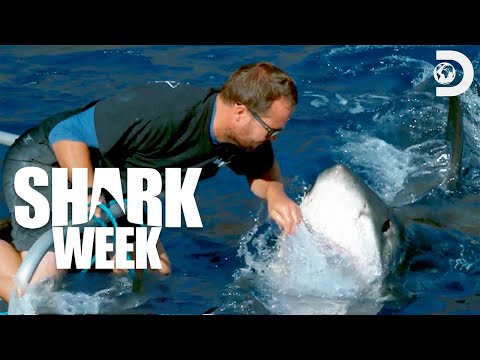 Closest Calls on Shark Week 🦈 🚩 | Discovery