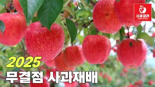 [사과재배] 100% 단 한 알도 허실이 없다 /아삭아삭 착색 탁월한 이유/이득면.우효순님 과원/펀치볼