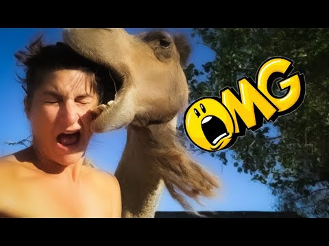 UNEXPECTED Animal ATTACKS On Humans Caught on Camera Funny Moments 2023 😮😅