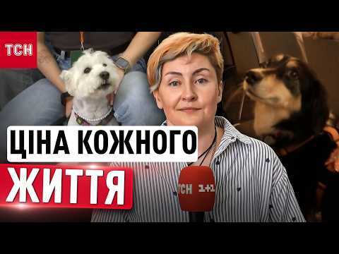 Эвакуация животных из зоны боевых действий: почему это становится все более опасно и дорого