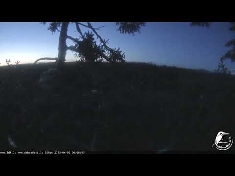 J E20230402 060730MaleWakesUpPreensSleepsTwice