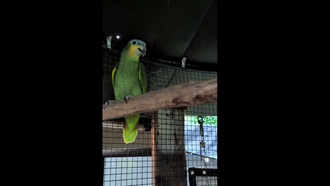Enlarge Rocky & Bullwinkle-Prefers A Male Companion, an adoptable Amazon in Vancouver, WA video 6/6