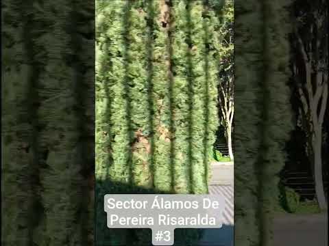 Sector Álamos De Pereira Risaralda #3