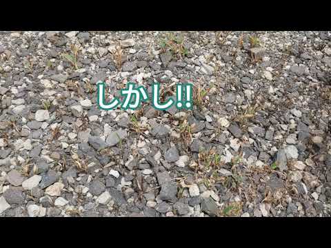 除草バーナーを正しく使う トピックス