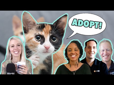 All About Cat Adoption & Cat Health!