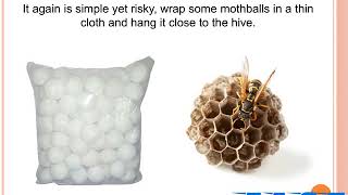NATURAL WAYS TO GET RID OF BEES AND WASPS