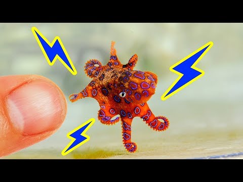 12 Minuscoli Animali Da Cui Tenersi Alla Larga