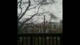 Birds, daddy longlegs