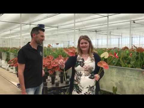 Fiore Anthuriums and Grower Ambassador Emily Hepworth
