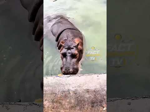This Hippo Really Wanted That Watermelon 🥹🍉 #shorts #short #trending #viralshorts #facts #reels