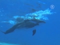 Рождение дельфинёнка сняли на видео (новости) 