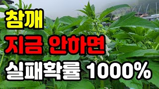 참깨에 요즘 날씨에 관리안하면 망해요. 관리기로 약했어요. 지금 당장 해주세요.