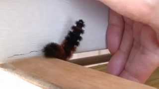 preview picture of video 'Woolly Bear Movie'