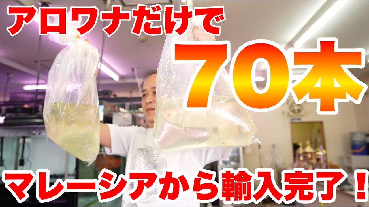 【海外訪問からの輸入編！】アルビノ8匹他なんとアロワナだけで70匹！　#アロワナ #高級魚 #aquarium #アクアリウム #大型魚 #アジアアロワナ #アロワナ #古代魚 #紅龍