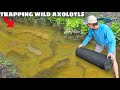 Trapping Wild Axolotls in ALLIGATOR INFESTED CREEK!