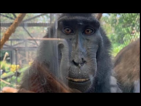 YouTube Notifications