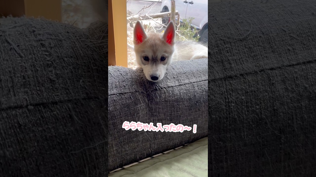 先住猫の特等席を気に入った赤ちゃんハスキー #シベリアンハスキー #ハスキー #ハスキー犬