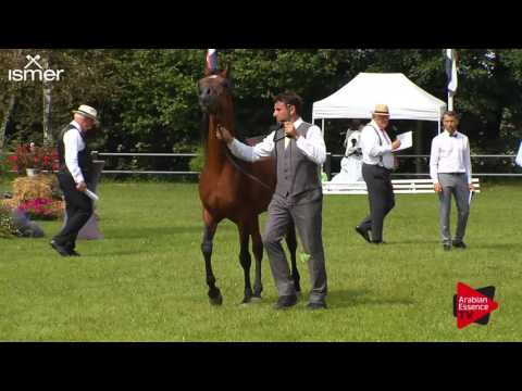 N.174 F TAYYAR IBN AL LAHAB - Ströhen 2017 Int B-Show - 7.9 Years Old Stallions (Class M)