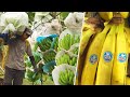 How Do Bananas Grow And End Up In The Store
